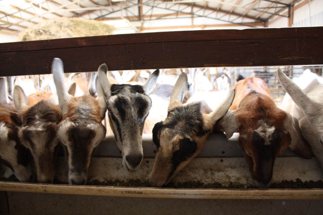 Harmony Lane Farms