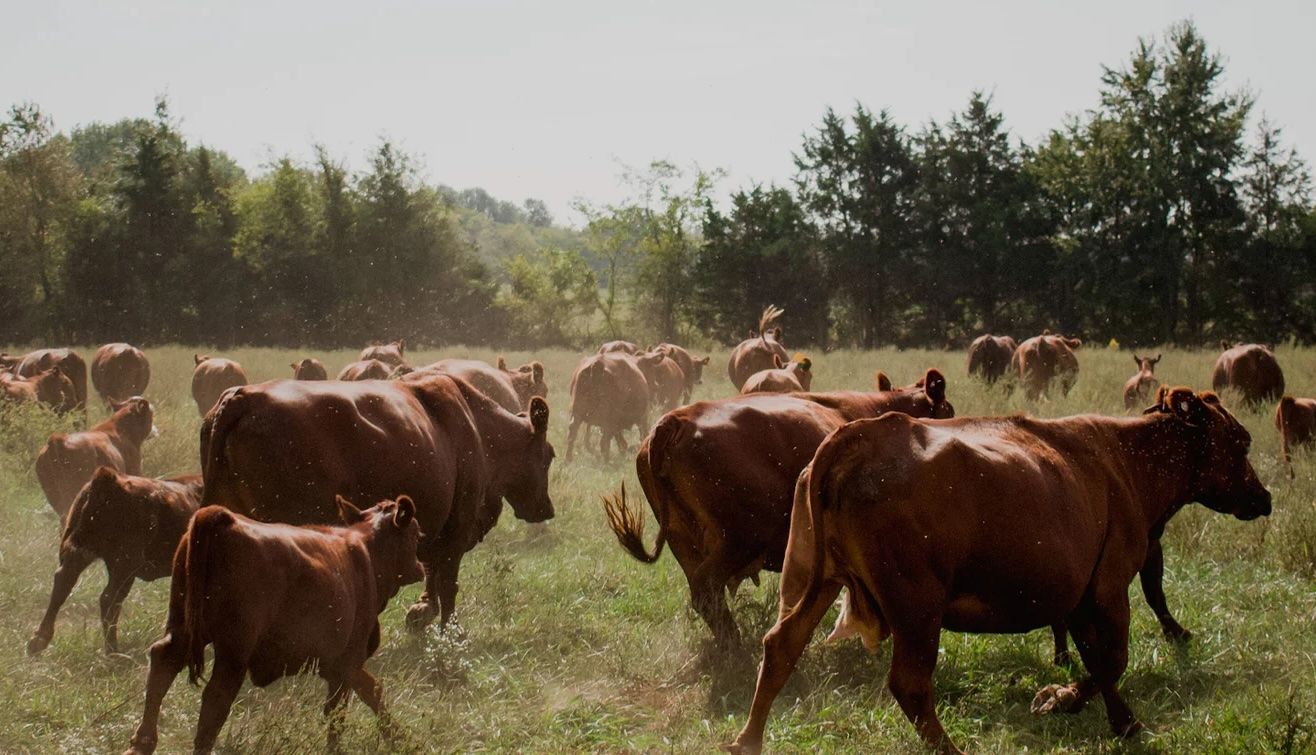 Regenerative Land, Regenerative Community